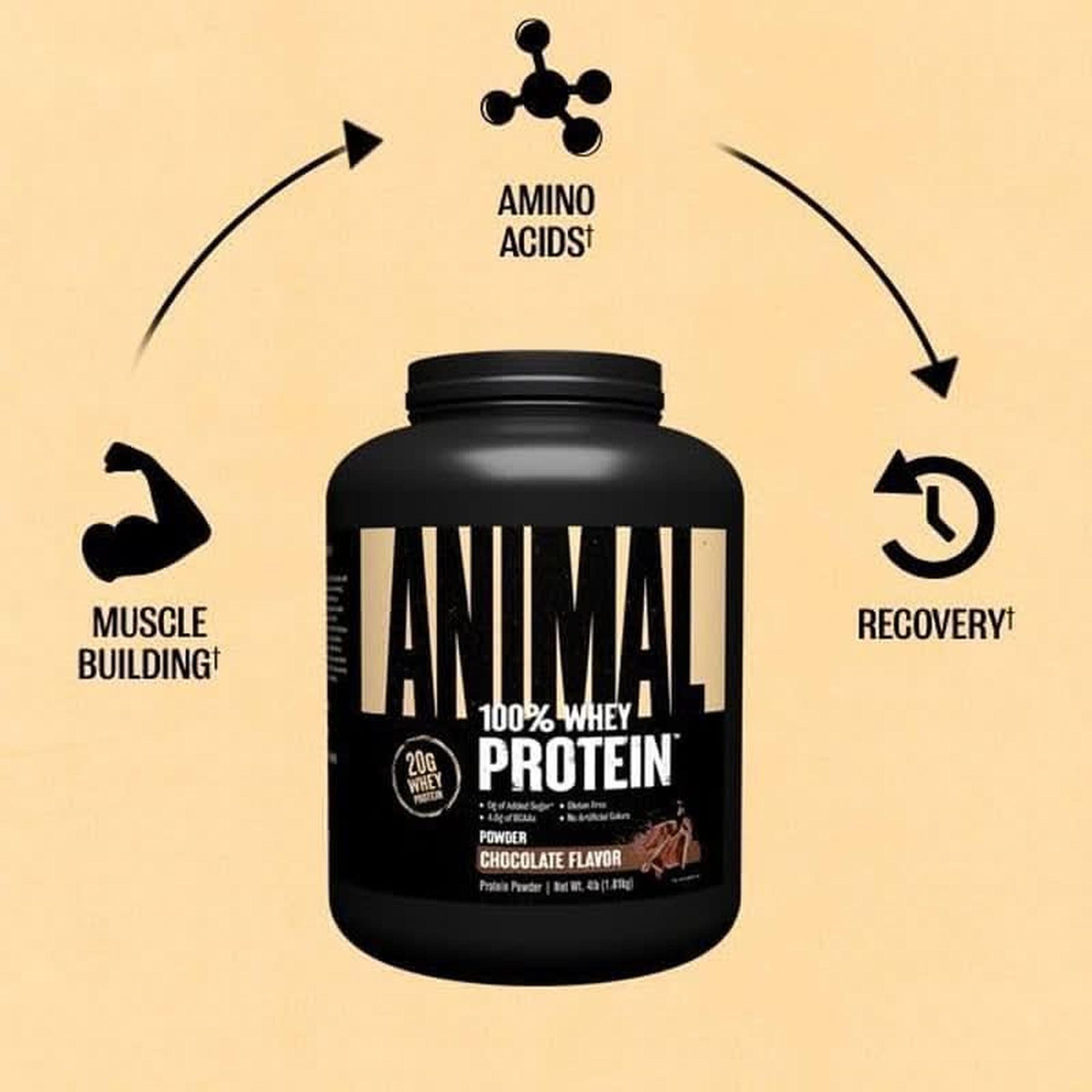 Animal 100% Whey Protein Powder – Whey Blend for Pre Workout or Post Workout, Recovery, or an Anytime Low Sugar Protein Boost Meal Replacement with BCAA Branched Chain Amino Acids – Chocolate, 4 Lb